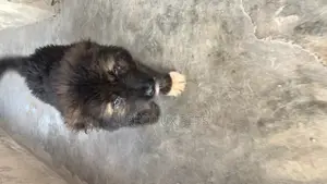 1-3 Months Male Purebred Caucasian Shepherd