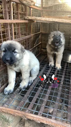 1-3 months Female Purebred Caucasian Shepherd