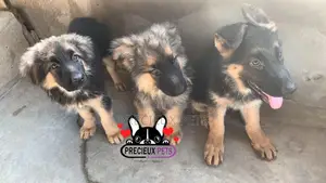 1-3 Months Female Purebred German Shepherd
