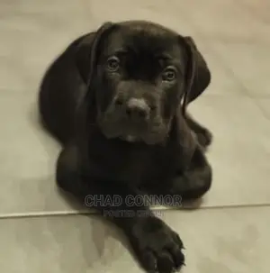 1-3 months Male Purebred Boerboel