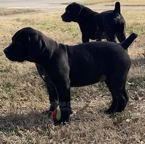 1-3 months Male Purebred Boerboel