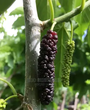 Dwarf Mulberry Seedlings