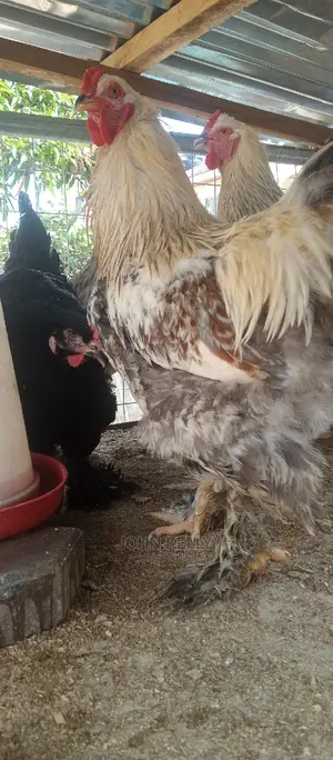 Different Type of Chickens