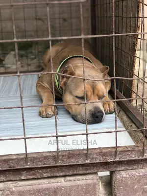 1+ year Male Purebred American Bully