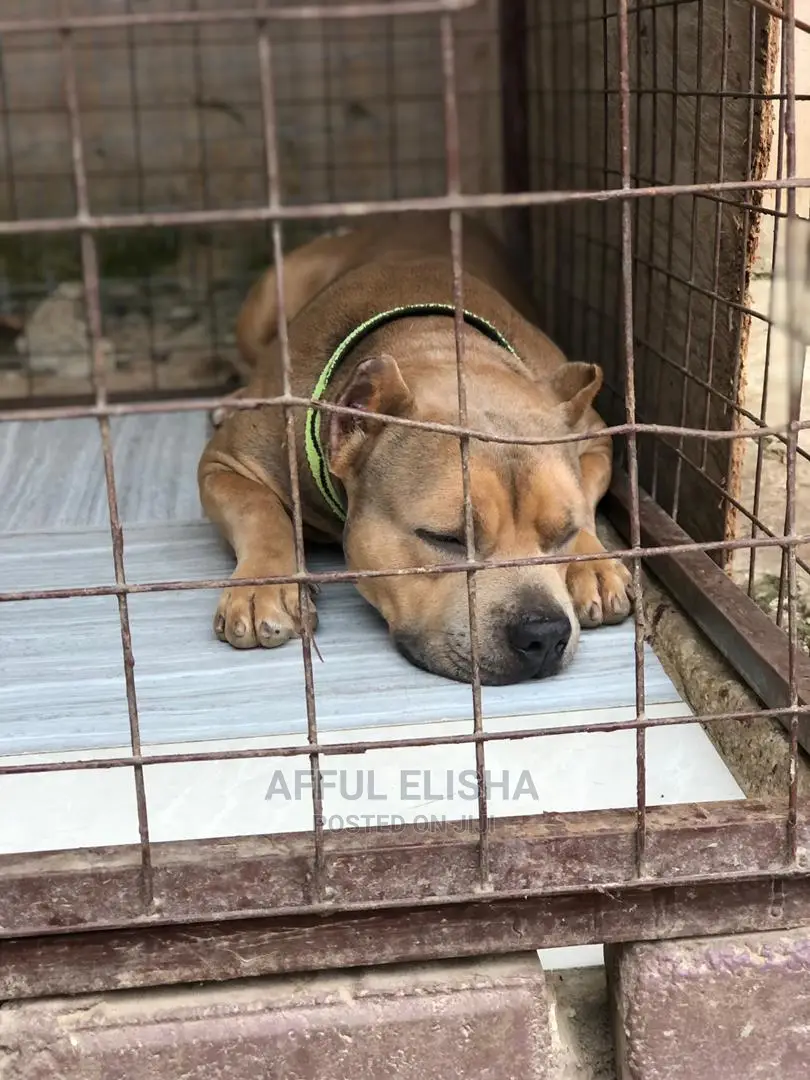 1+ year Male Purebred American Bully