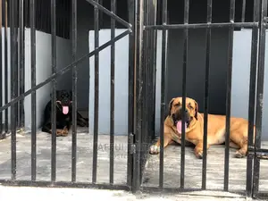 1+ Year Male Purebred Boerboel