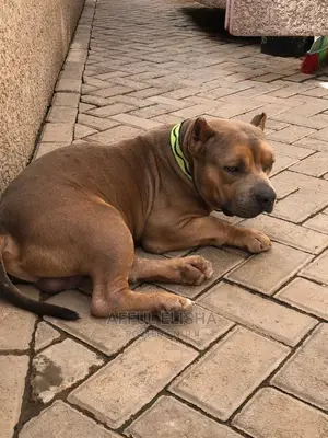 1+ year Male Purebred American Bully