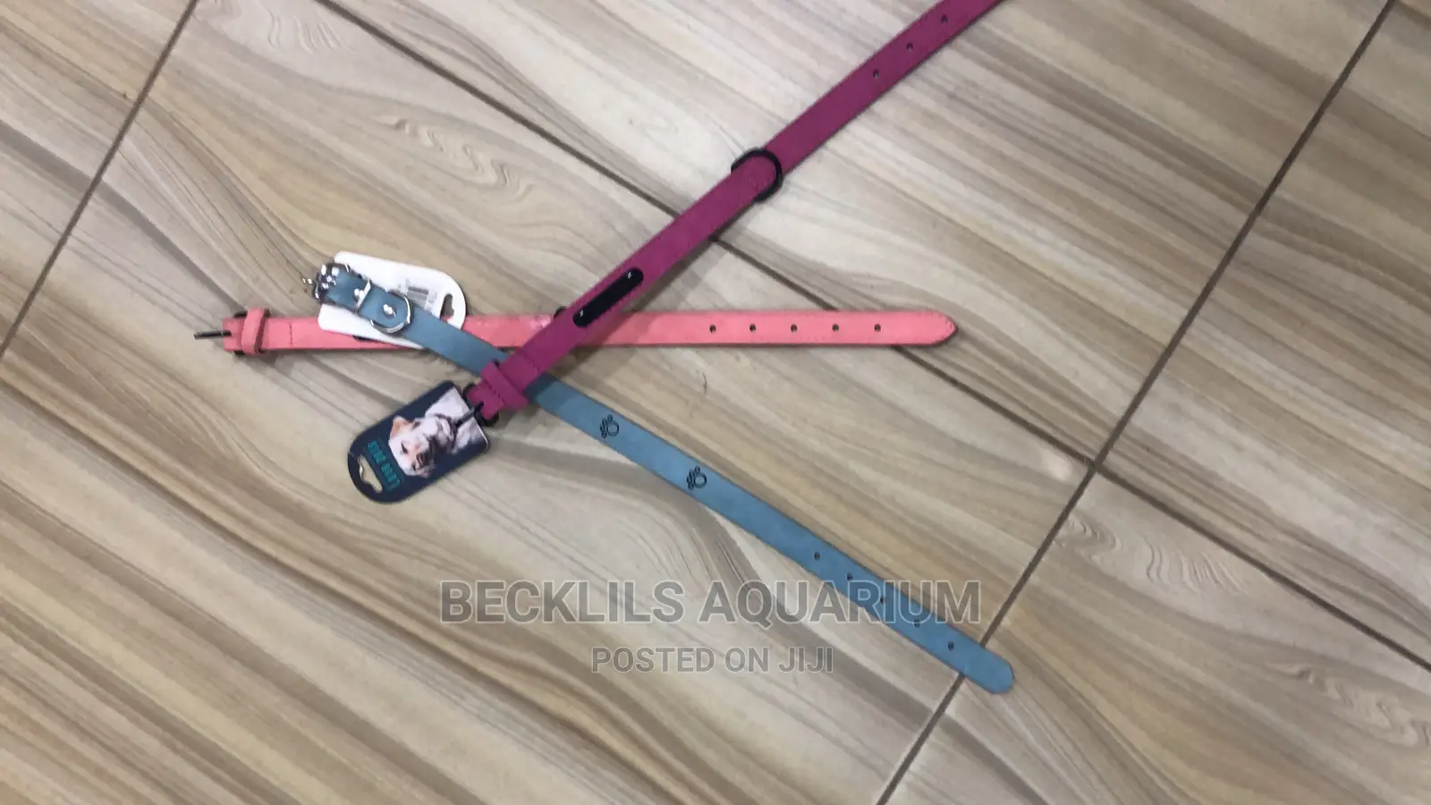 Harness Available for Dogs