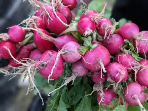Red Radish Seeds