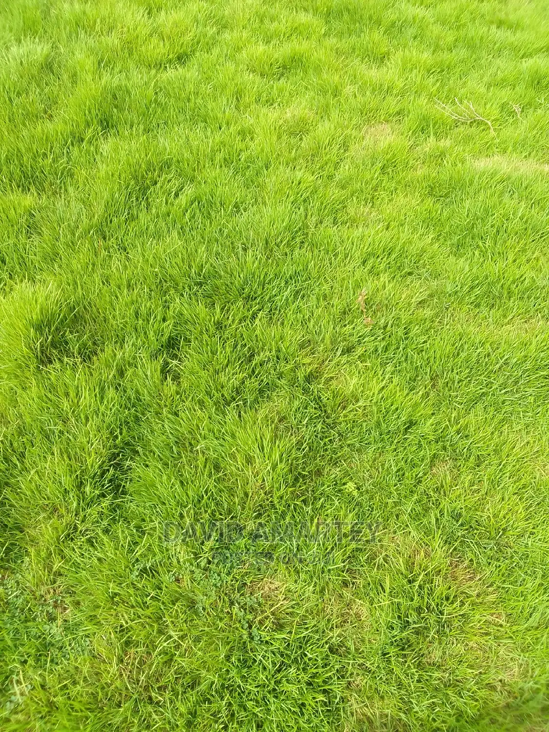 Green Grass and Flowers