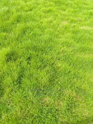 Green Grass and Flowers