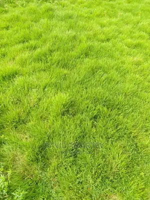 Green Grass and Flowers