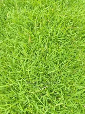 Green Grass and Flowers