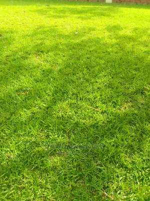 Green Grass and Flowers