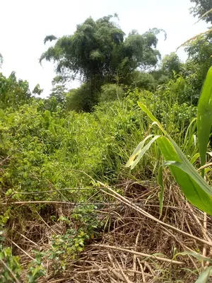 Farm Lands for Sale at Beposo
