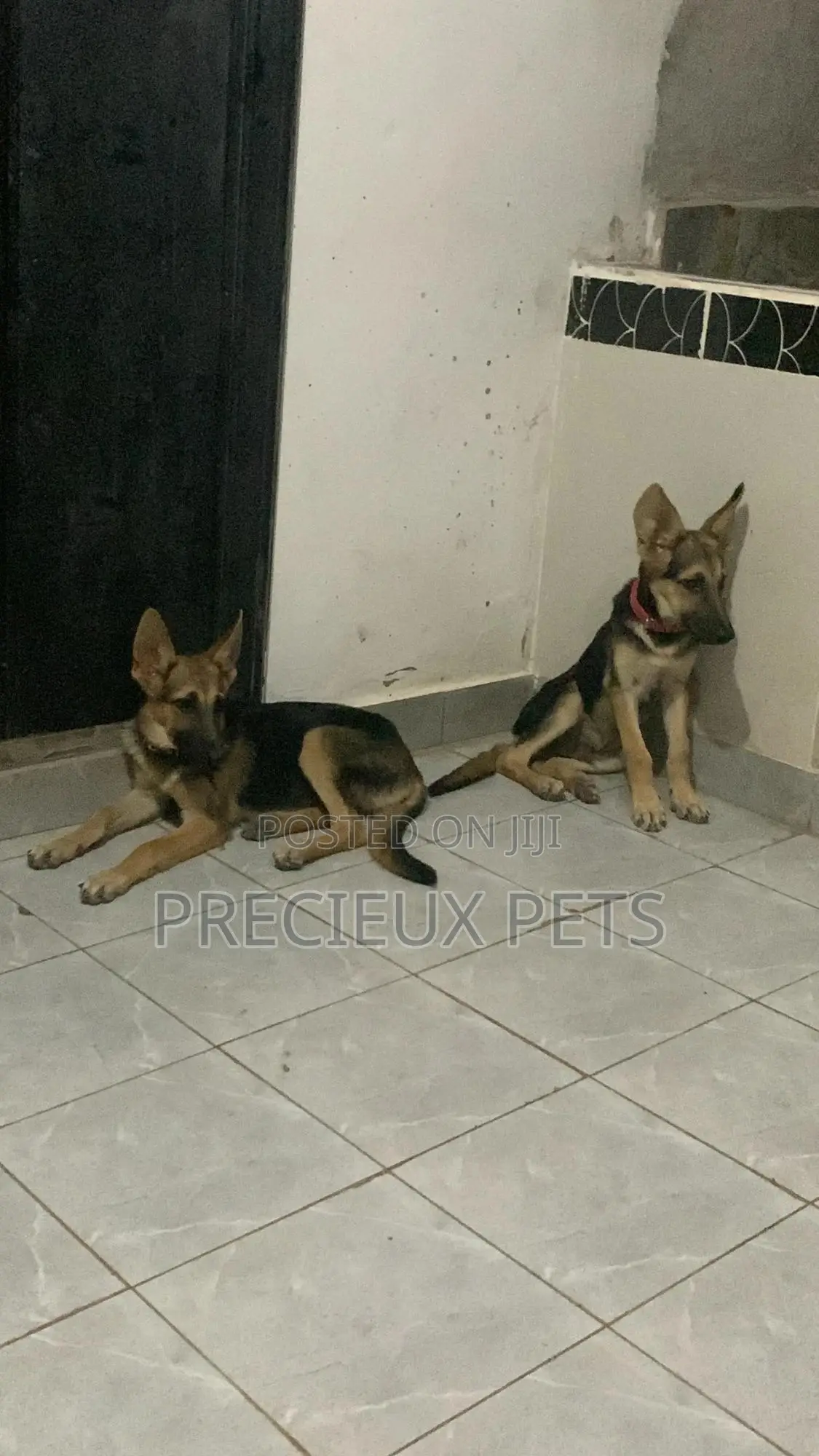 1-3 Months Male Purebred German Shepherd