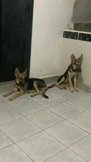 1-3 Months Male Purebred German Shepherd