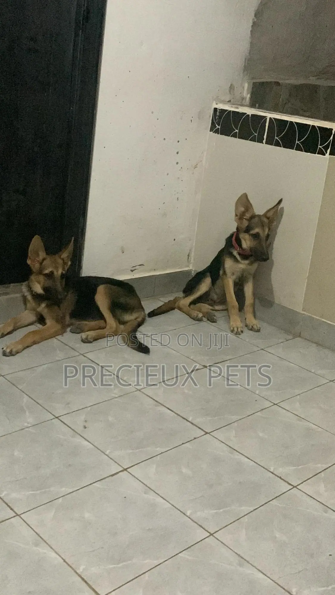 1-3 Months Male Purebred German Shepherd