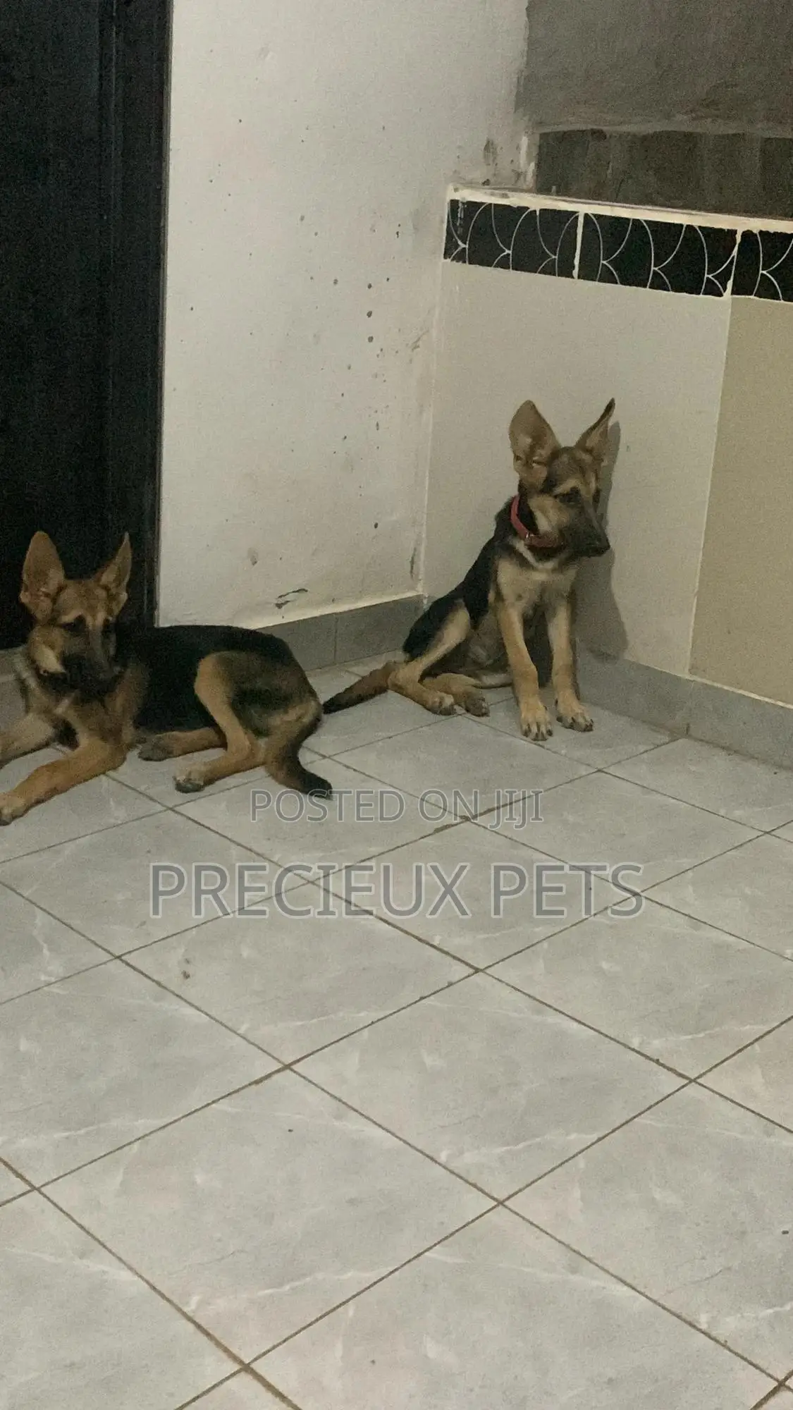 1-3 Months Male Purebred German Shepherd