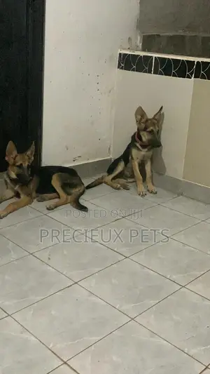 1-3 Months Male Purebred German Shepherd