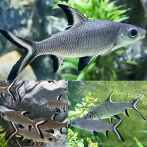 Bala Shark