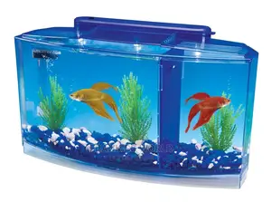 Betta Fish Tank