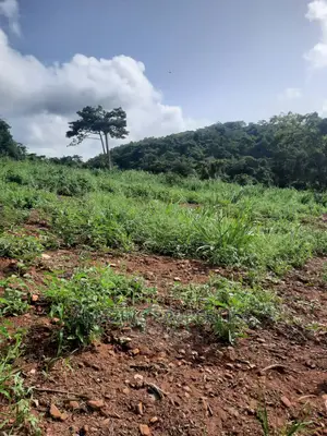80acres of Land for Sale at Aburi 
 Is Ghc150,000 Per Plots