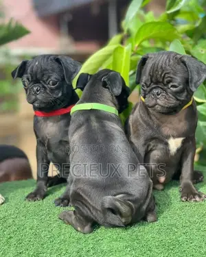 3-6 Months Male Purebred Pug