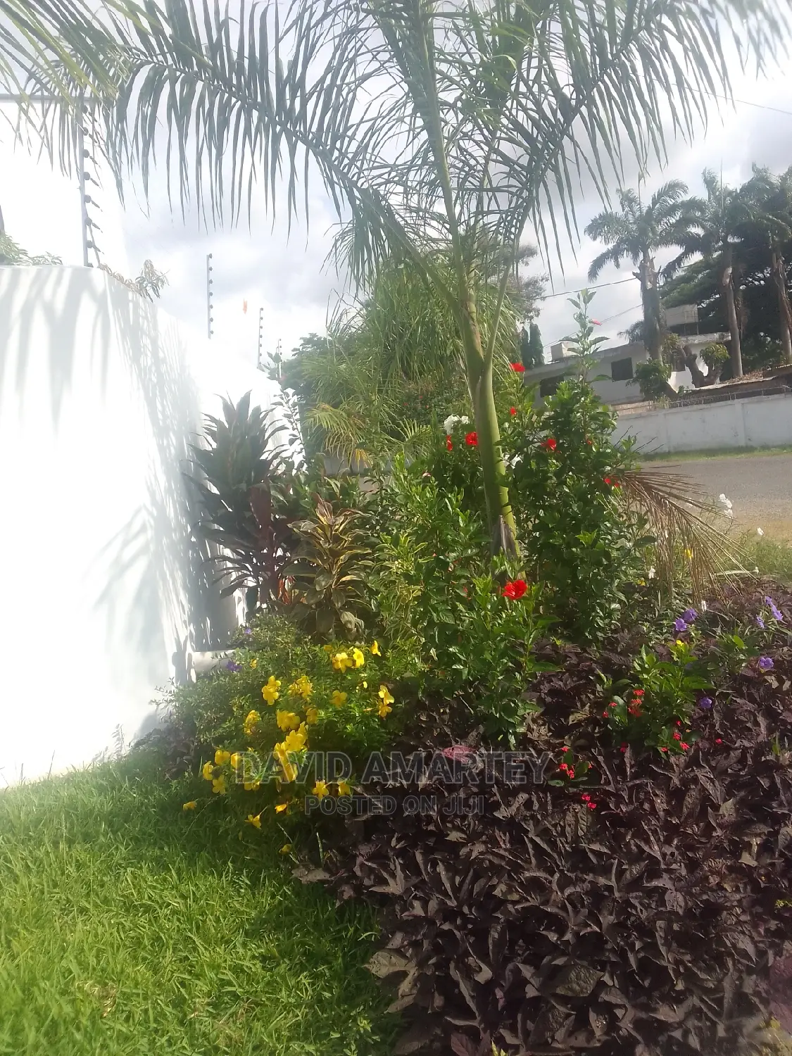 Green Grass and Flowers