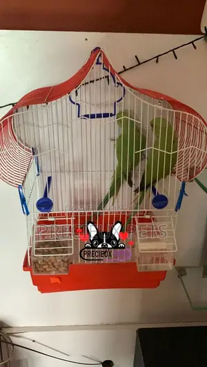 Trained Pair Ringneck Parrot