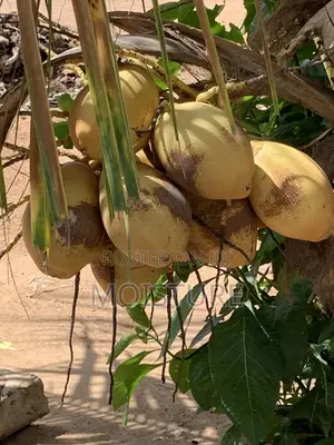 Hybrid Yellow Coconut Seedling
