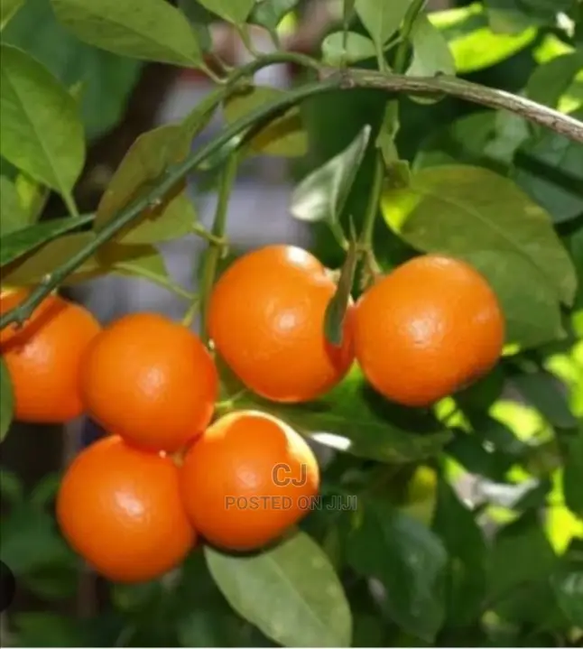 Tangerine Seedlings For Sale