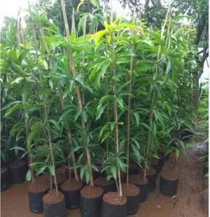 Mango Seedlings for Sale
