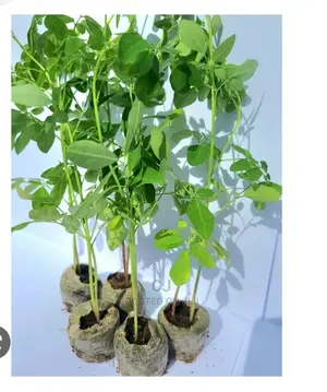 Moringa Seedlings for Sale