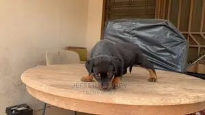 1-3 months Female Purebred Rottweiler