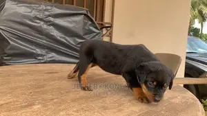 1-3 months Female Purebred Rottweiler
