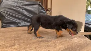 1-3 months Female Purebred Rottweiler