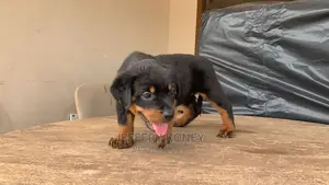 1-3 months Female Purebred Rottweiler