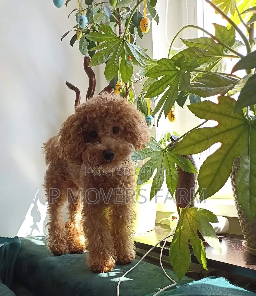 1-3 months Male Purebred Poodle