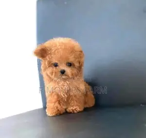 1-3 months Female Purebred Poodle