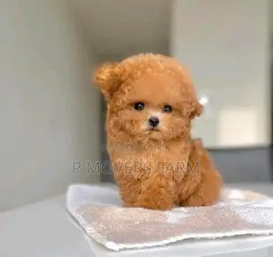 1-3 months Male Purebred Poodle