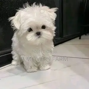 1-3 months Female Purebred Maltese