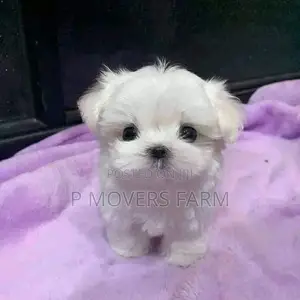 1-3 months Female Purebred Maltese