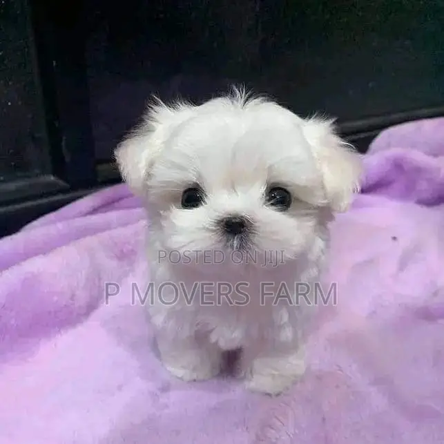 1-3 months Female Purebred Maltese