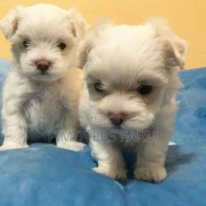 1-3 months Female Purebred Maltese