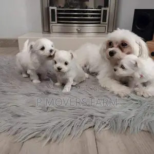 1-3 months Female Purebred Maltese