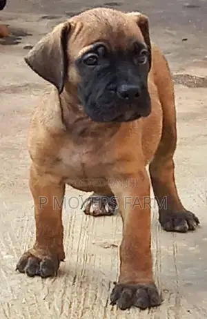 1-3 months Male Purebred Boerboel