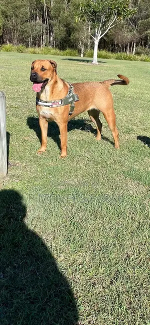 1-3 Months Male Purebred Boerboel