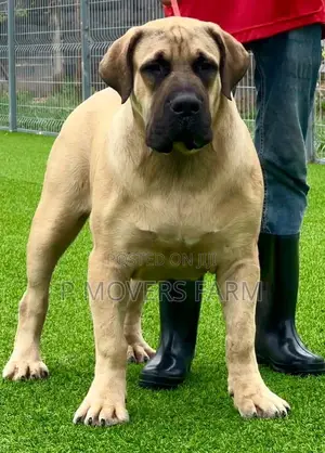 1-3 months Male Purebred Boerboel
