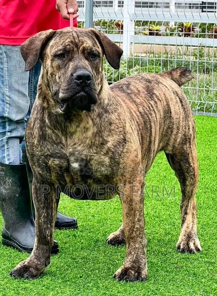 1-3 months Male Purebred Boerboel